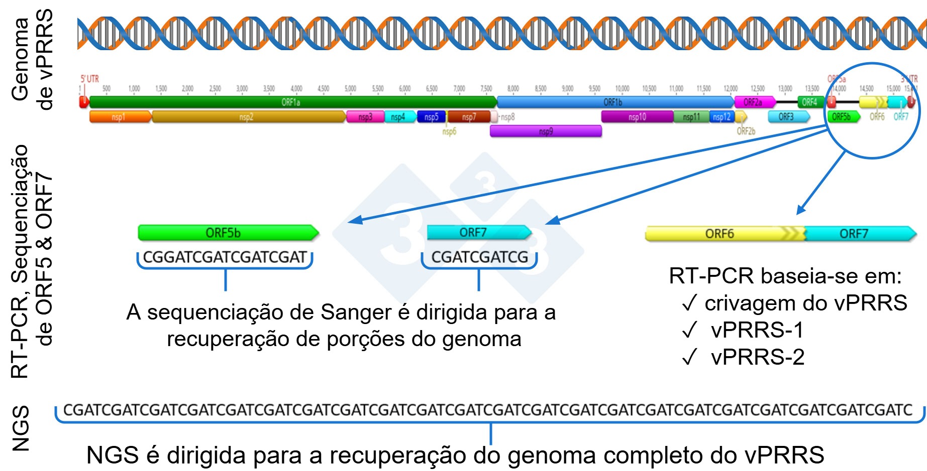 <p>Figura&nbsp;1: Representação esquemática de um genoma completo do vPRRS (GenBank U87392) e das regiões-alvo nos diferentes testes de diagnóstico. Nos EUA, os testes RT-PCR para detetar vírus vivos modificados semelhantes a vacinas (MLV) têm como alvo a região nsp2, e a sequenciação CLAMP para bloquear a amplificação de vírus vacinais MLV durante a sequenciação Sanger tem como alvo o gene ORF5..</p>
